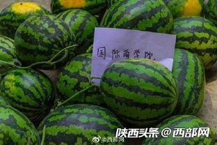 吃瓜群免费最新,带你走进神秘的网络世界